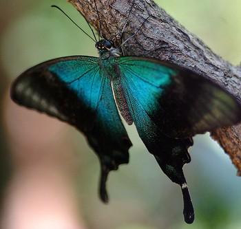 Penaincisalia loxurina