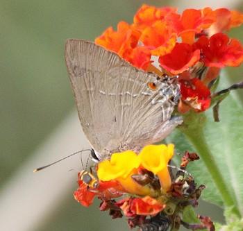 Allosmaitia strophius
