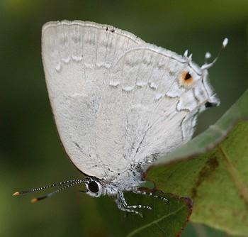 Strephonota tephraeus