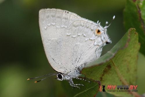 Strephonota tephraeus