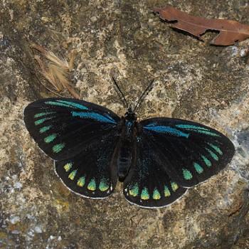 Eumaeus childrenae