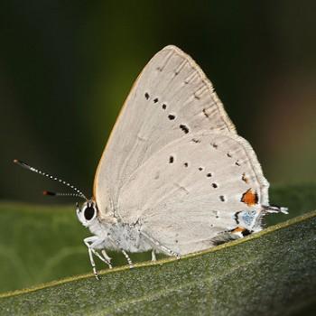 Satyrium sylvinus