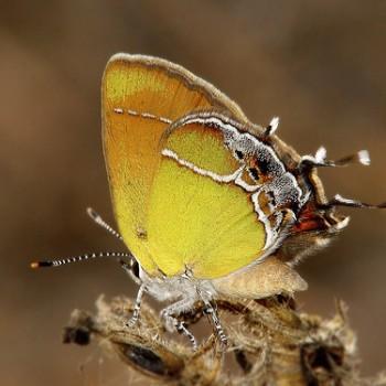 Callophrys xami