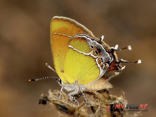 Callophrys xami