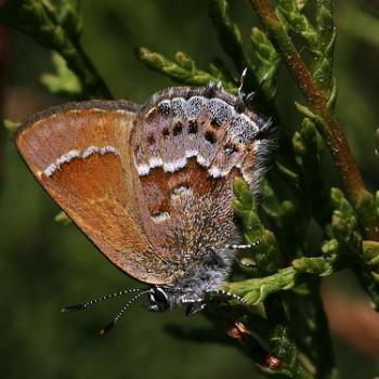 Callophrys thornei