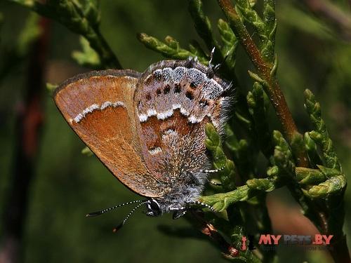 Callophrys thornei