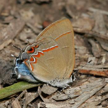 Calycopis isobeon
