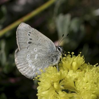 Satyrium semiluna