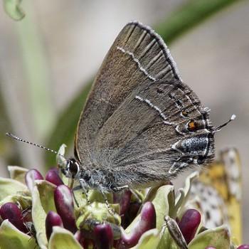 Satyrium polingi