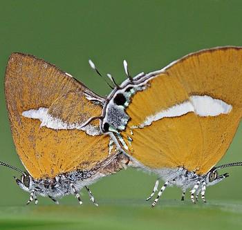 Horaga syrinx