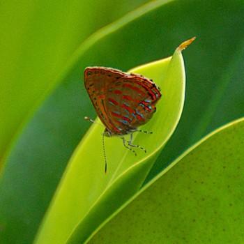 Hypochrysops delicia