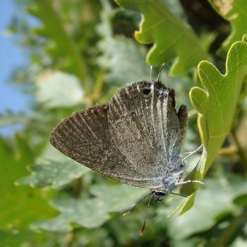 Satyrium myrtale