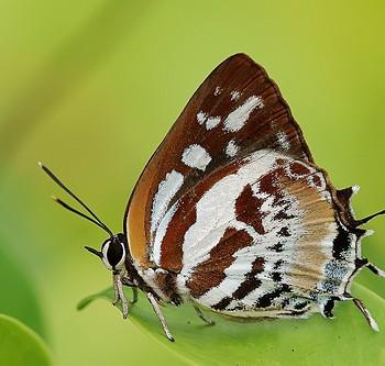 Iraota rochana