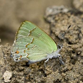 Erora nitetis