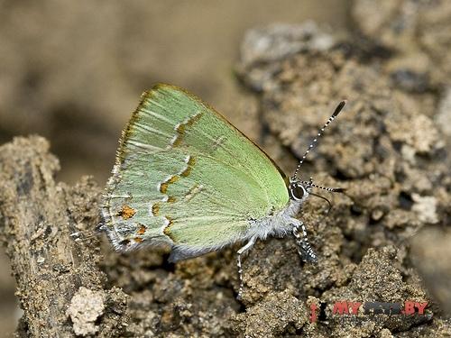 Erora nitetis