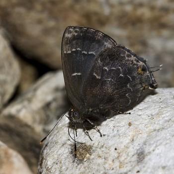 Ocaria ocrisia