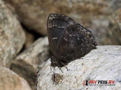 Ocaria ocrisia