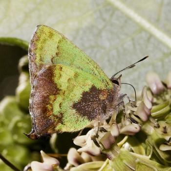 Cyanophrys agricolor