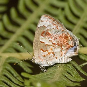 Ministrymon phrutus
