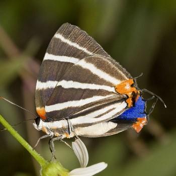 Panthiades bathildis
