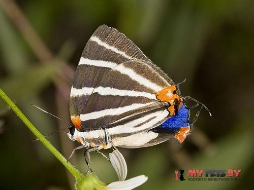 Panthiades bathildis