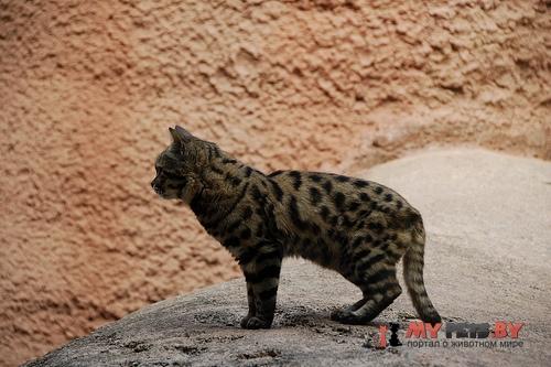 Черноногая кошка