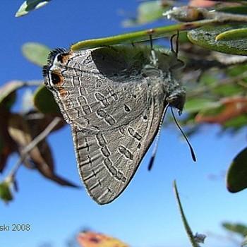 Acrodipsas cuprea