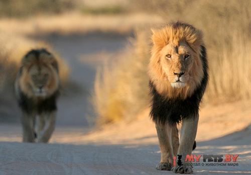 Lion