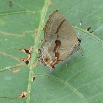 Calycopis centoripa
