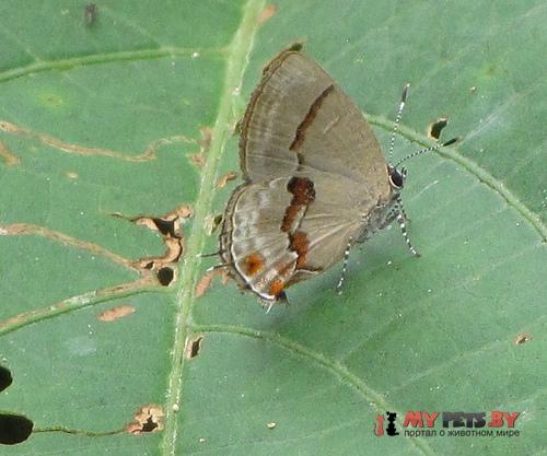 Calycopis centoripa