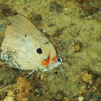 Atlides inachus
