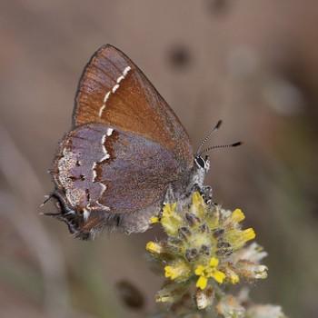 Callophrys muiri