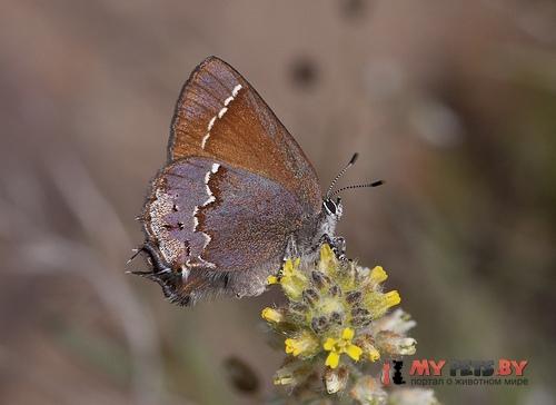 Callophrys muiri