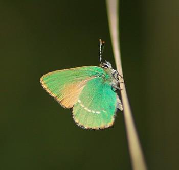 Callophrys avis