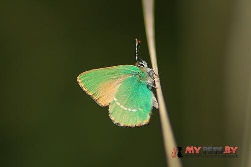 Callophrys avis