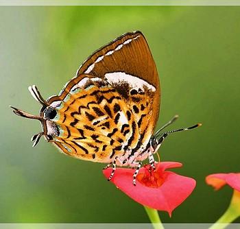 Rathinda amor