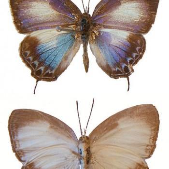Hypochlorosis lorquinii