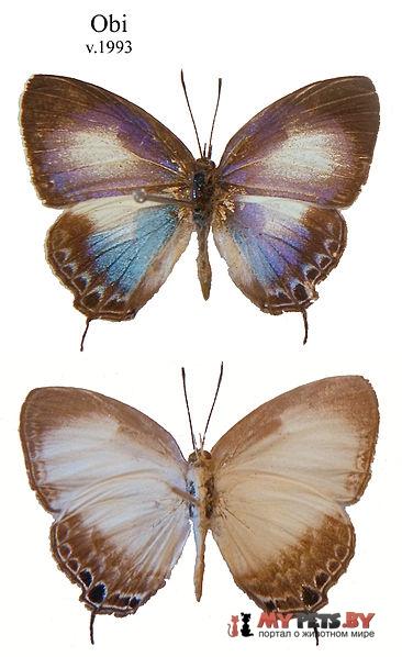 Hypochlorosis lorquinii