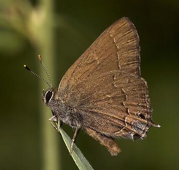 Satyrium saepium