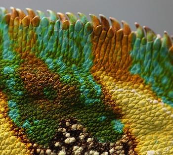 Цвет хамелеона может предсказать исход дуэли
