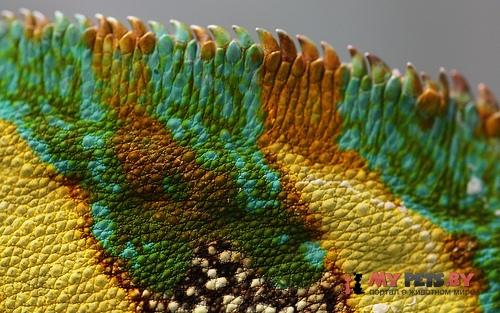 Цвет хамелеона может предсказать исход дуэли