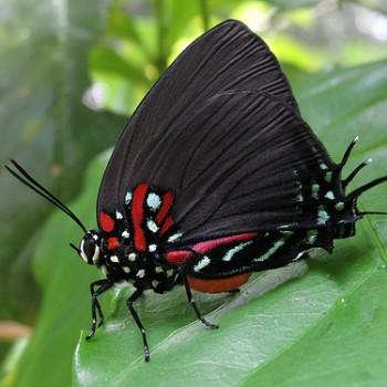 Atlides carpasia