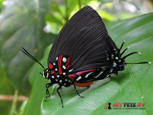 Atlides carpasia