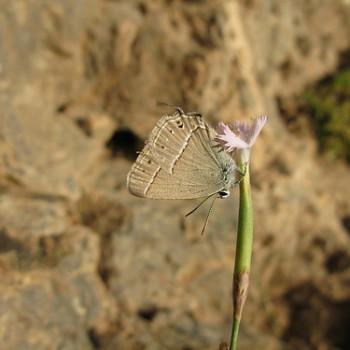 Satyrium sassanides