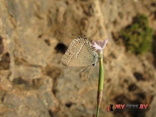 Satyrium sassanides