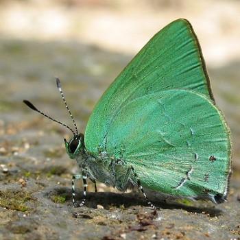 Erora opisena