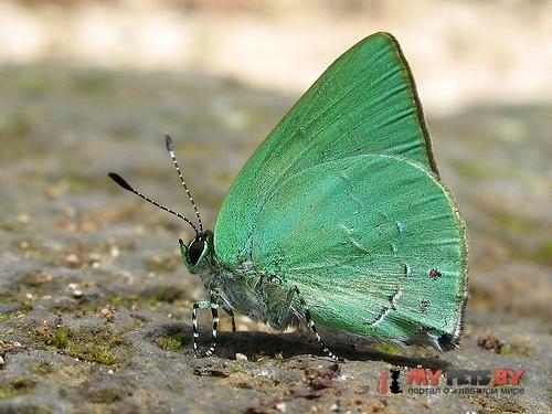 Erora opisena