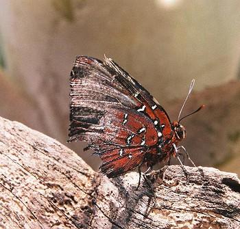 Brangas caranus
