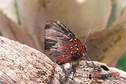 Brangas caranus