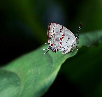 Tmolus crolinus